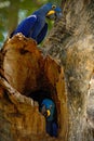 Pair of rare bird, blue parrot Hyacinth Macaw in nest tree in Pantanal, tree hole, animal in the nature habitat, Brazil Royalty Free Stock Photo