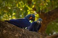 Pair of rare bird, blue parrot Hyacinth Macaw in nest tree in Pantanal, tree hole, animal in the nature habitat, Brazil Royalty Free Stock Photo