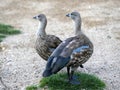 pair of rare Blue-winged geese, Cyanochen cyanopterus, stand on a patch of grass