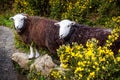 Pair of rare breed white headed and brown coated Herdwick Sheep in the Lake District