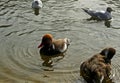 Red crested pochard duck pair Royalty Free Stock Photo