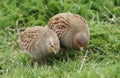 A pair of rare Grey Partridge, Perdix perdix, feeding in a field in the UK. Royalty Free Stock Photo