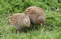 A pair of rare Grey Partridge, Perdix perdix, feeding in a field in the UK.