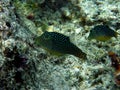 Pair of Rare Honeycomb Toby Puffer Fish