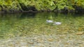 Pair of rare new zealand blue ducks