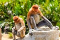Pair of rare Proboscis Monkeys in the mangroves Royalty Free Stock Photo