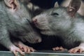 Two cute sleepy gray mice Royalty Free Stock Photo