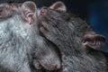 Two cute sleepy gray mice