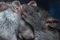 Two cute sleepy gray mice Royalty Free Stock Photo