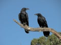 A pair of Ravens Royalty Free Stock Photo