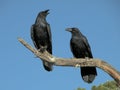 A pair of Ravens
