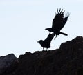 A pair of ravens