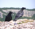 A pair of ravens on a mountain peak in the rays of the sun