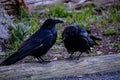 Pair of Ravens Royalty Free Stock Photo