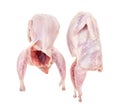 Pair of raw plucked and gutted quails isolated
