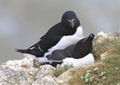 A pair of razorbills mating on cliff edge