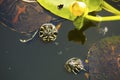 Pair of red-bellied turtles in Florida`s Everglades.