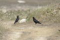 A pair red-billed choughs, Pyrrhocorax pyrrhocorax, on Ouessant or island in France Royalty Free Stock Photo