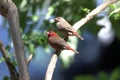Pair of red billed firefinches Lagonosticta senegala Royalty Free Stock Photo