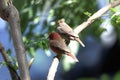 Pair of red billed firefinches Lagonosticta senegala Royalty Free Stock Photo