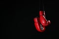 Pair of red boxing gloves hanging on black background, space for text Royalty Free Stock Photo