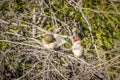 Pair of Red-browed Finches, Woodlands Historic Park, Victoria, Australia, June 2019