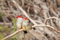 Pair of Red-browed Finches, Woodlands Historic Park, Victoria, Australia, June 2019