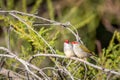 Pair of Red-browed Finches, Woodlands Historic Park, Victoria, Australia, June 2019