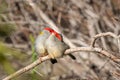 Pair of Red-browed Finches, Woodlands Historic Park, Victoria, Australia, June 2019