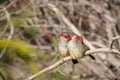 Pair of Red-browed Finches, Woodlands Historic Park, Victoria, Australia, June 2019