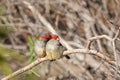 Pair of Red-browed Finches, Woodlands Historic Park, Victoria, Australia, June 2019