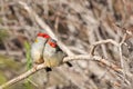 Pair of Red-browed Finches, Woodlands Historic Park, Victoria, Australia, June 2019