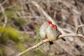 Pair of Red-browed Finches, Woodlands Historic Park, Victoria, Australia, June 2019