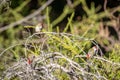 Pair of Red-browed Finches, Woodlands Historic Park, Victoria, Australia, June 2019