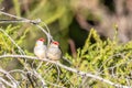 Pair of Red-browed Finches, Woodlands Historic Park, Victoria, Australia, June 2019