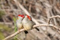 Pair of Red-browed Finches, Woodlands Historic Park, Victoria, Australia, June 2019