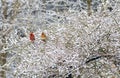 Pair of red Cardinal mates perch together in the snow. Royalty Free Stock Photo