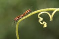 A pair of red cotton bugs are mating on bush. Royalty Free Stock Photo
