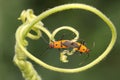 A pair of red cotton bugs are mating on bush. Royalty Free Stock Photo