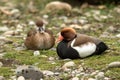 Pair of  red-crested pochard Netta rufina male and female resting on the lake shore, clear  background, scene from wildlife, Royalty Free Stock Photo