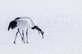 Pair of red crowned crane on feeding grounds Royalty Free Stock Photo