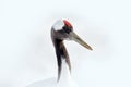 Pair of Red-crowned crane, Grus japonensis, close-up detail portrait, Hokkaido, Japan. Beautiful bird in the nature habitat. Royalty Free Stock Photo