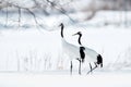 Pair of Red-crowned crane, Grus japonensis, walking in the snow, Hokkaido, Japan. Beautiful bird in the nature habitat. Wildlife