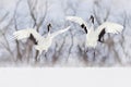 Pair of Red-crowned crane, Grus japonensis, walking in the snow, Hokkaido, Japan. Beautiful bird in the nature habitat. Wildlife Royalty Free Stock Photo