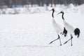 Pair of red crowned crane taking a walk in feeding ground in winter Royalty Free Stock Photo