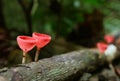 Pair of Red Cup Mushrooms Growing on Decayed Log in the Rainforest of Thailand Royalty Free Stock Photo