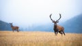 Red deer stag and hind standing on the misty field with copy space Royalty Free Stock Photo