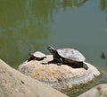 Pair of Red eared Slider Turtles on Rock Royalty Free Stock Photo