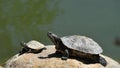 Pair of Red eared Slider Turtles on Rock Royalty Free Stock Photo