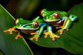 A pair of red-eyed tree frogs clinging to a rainforest leaf, showcasing their vibrant emerald coloration